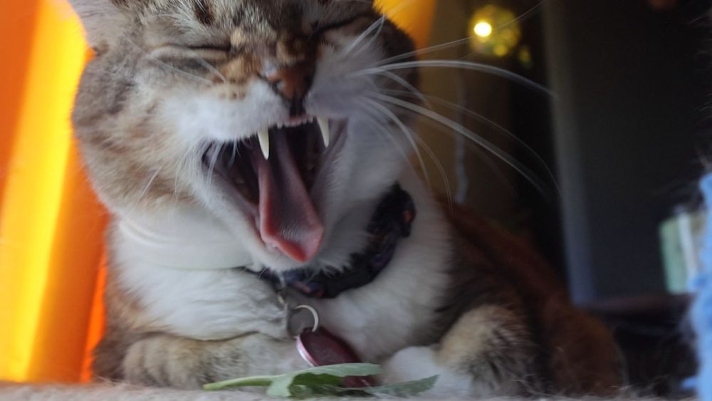 Sally, brown and white tabby cat 