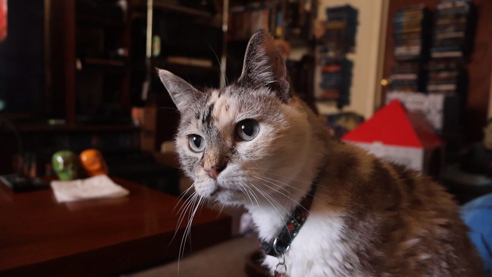 Dubious looking dilute tabbico cat 