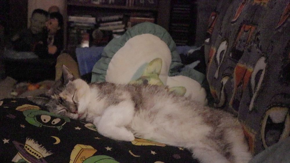 Dilute tabbico cat, sleeping soundly, small blep