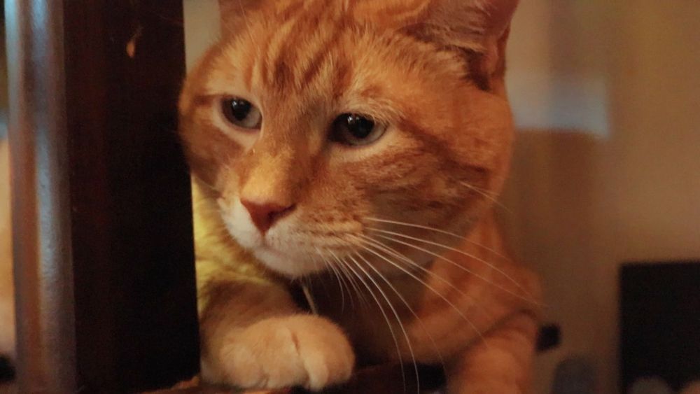 Orange cat, thoughtful 