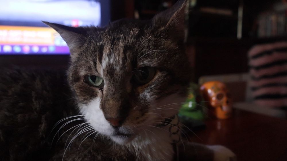 Brown and white tabby cat, stern but fair