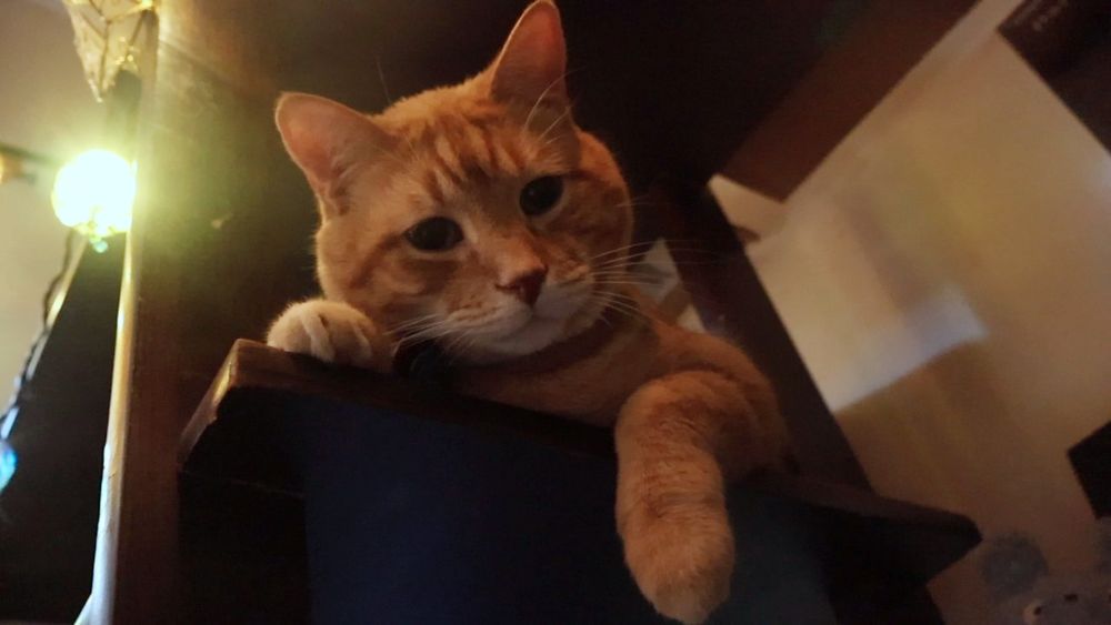 Orange cat, cute