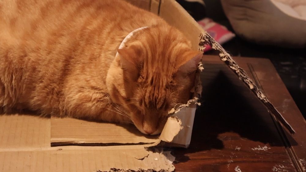 Orange cat sleeping in a box 