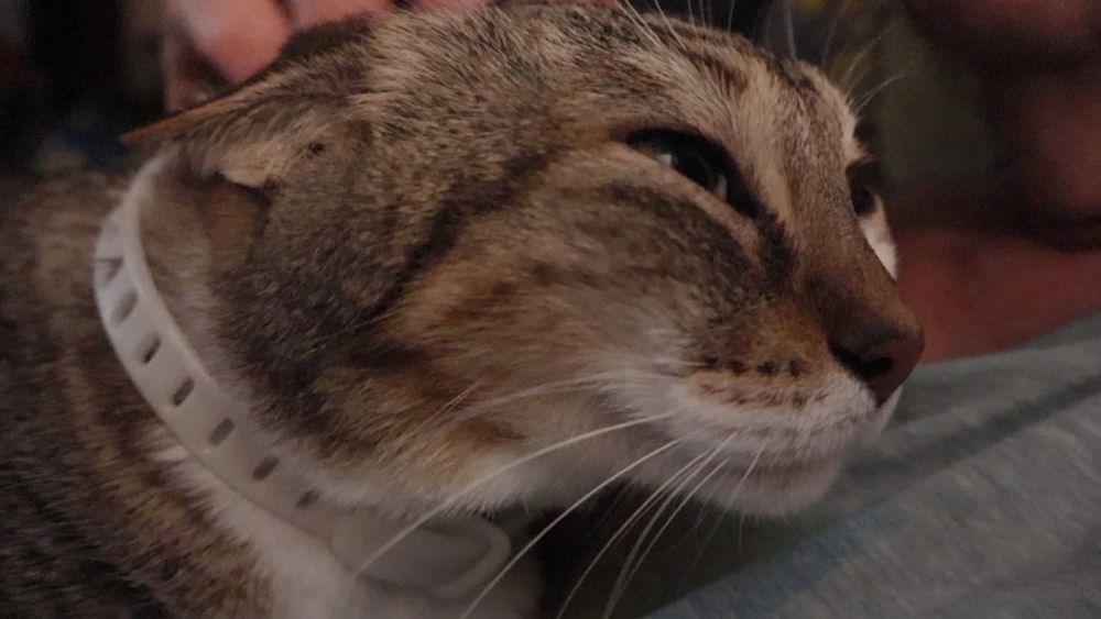 Brown and white tabby cat, ears back to enable smoother petting