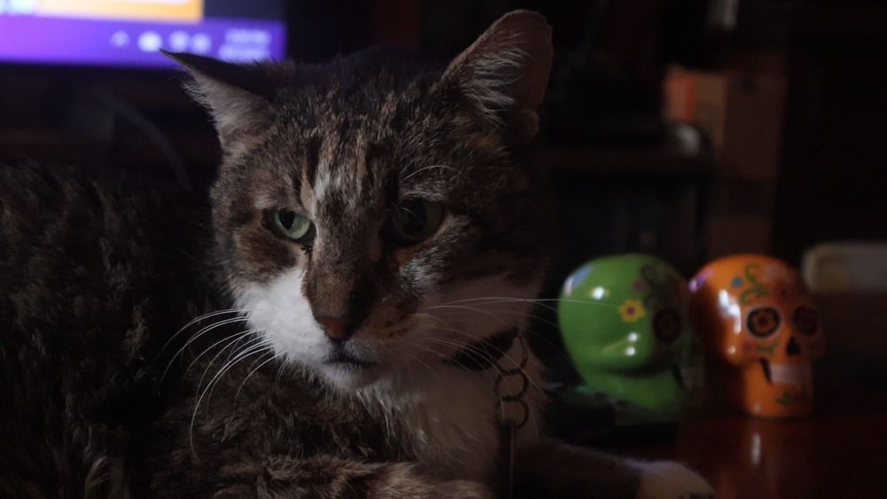 Brown and white tabby cat guards the skulls of his enemies 