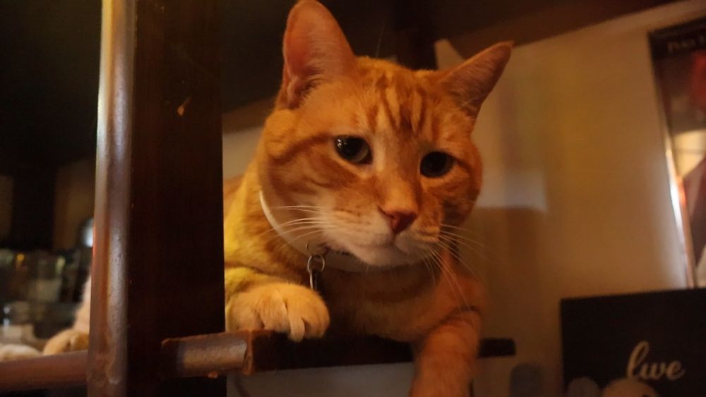Orange cat, sweet