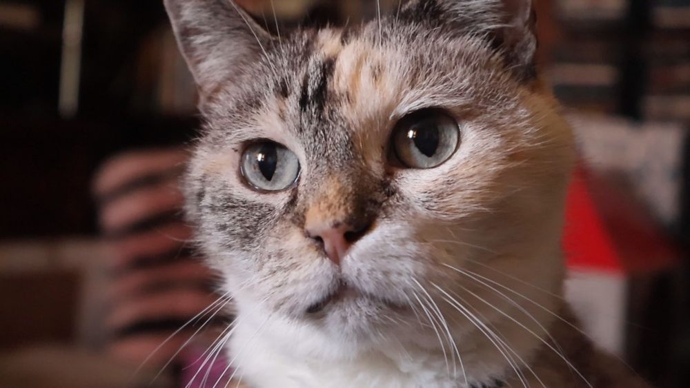 Beautiful dilute tabbico cat 