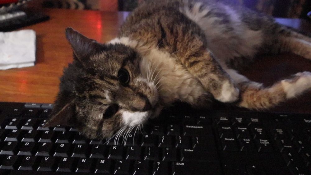 Brown and white tabby cat lying on a keyboard 