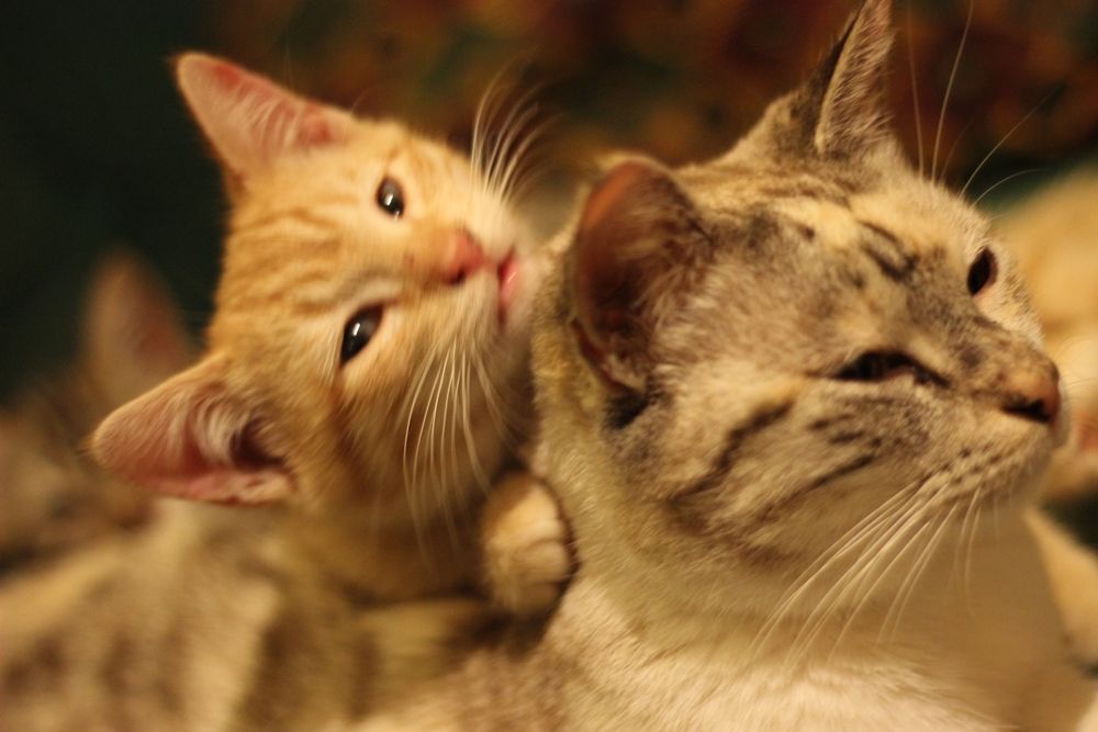 Dilute tabbico cat with an orange kitten leaning on her