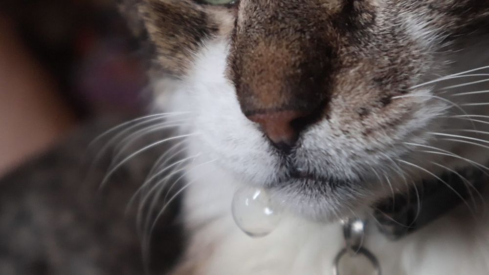 Closeup of the spit bubble 
