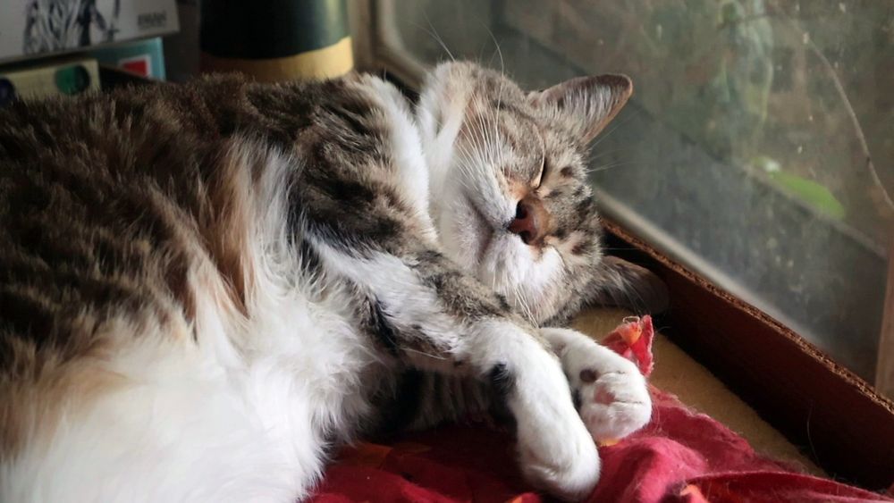 A small brown and white tabby cat on a bench by a window 