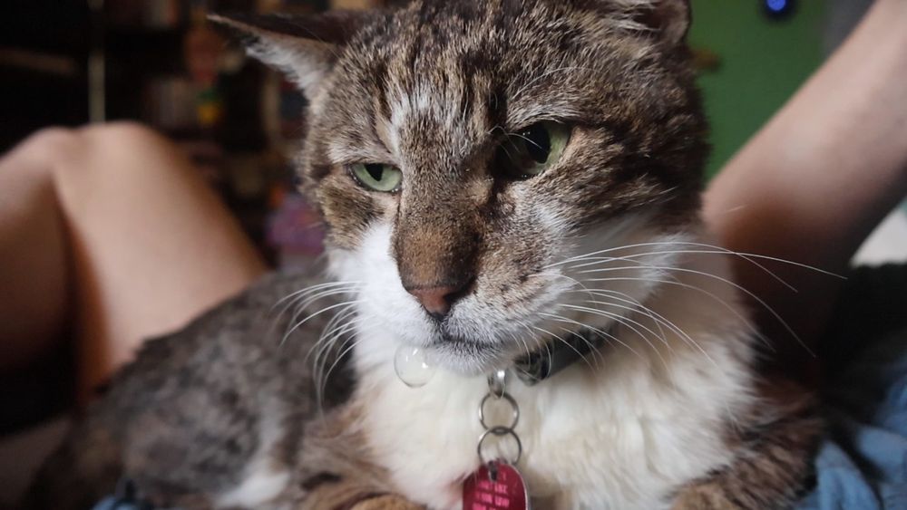 Brown and white tabby cat with a spit bubble 