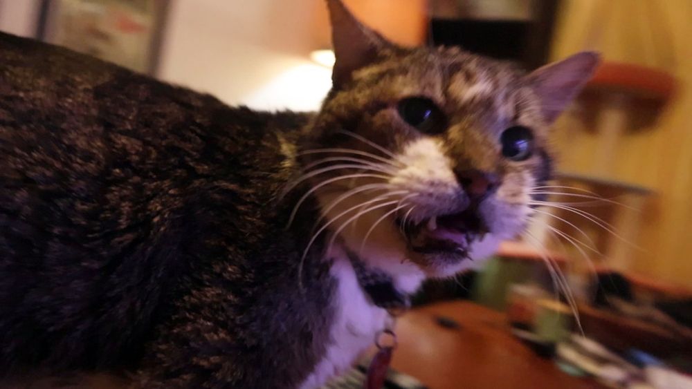 Brown and white tabby cat has some complaints 