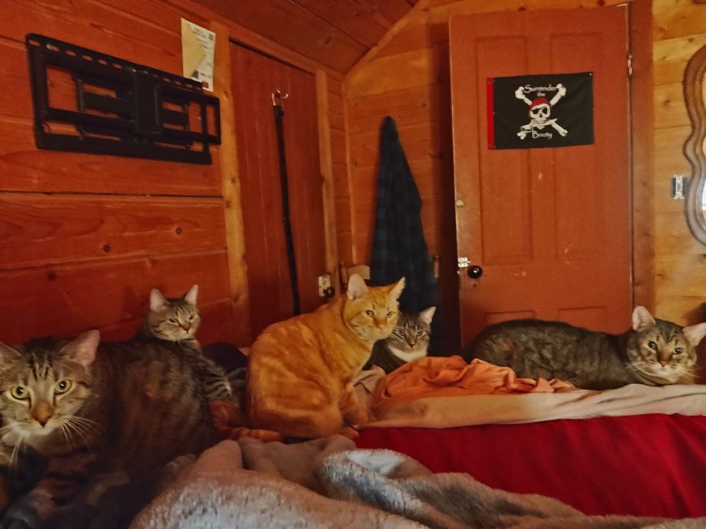 all 5 of my dad's cats laying on my bed