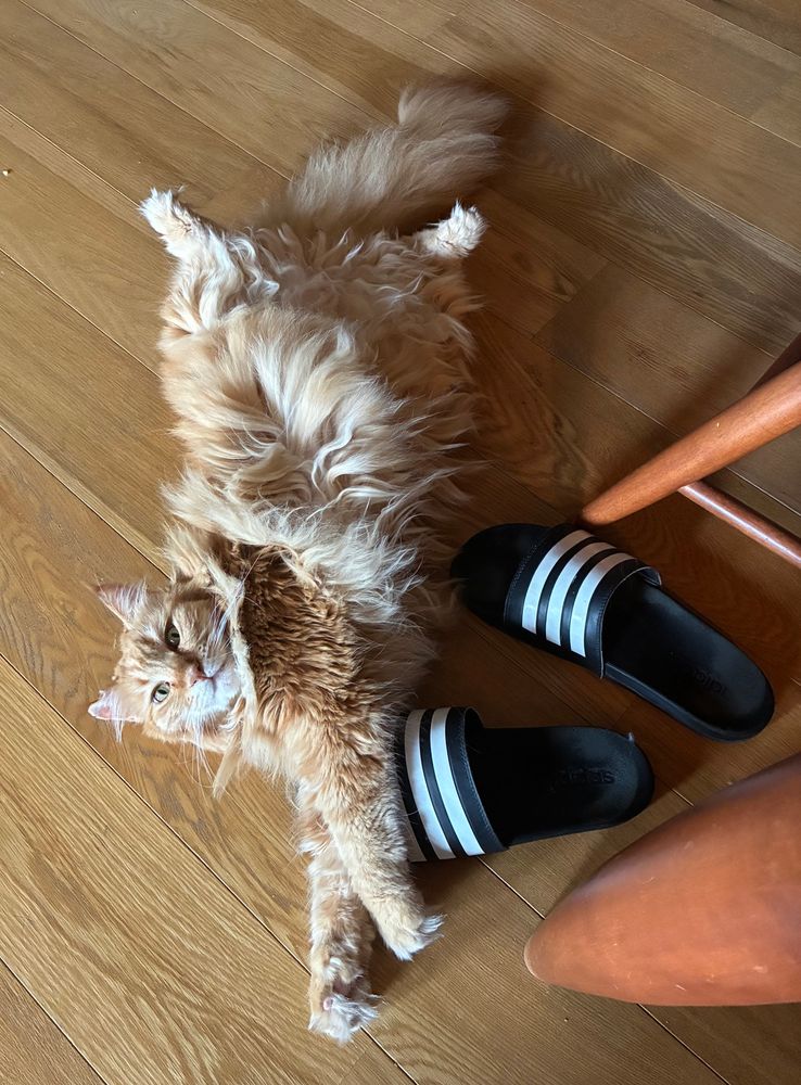 Fluffy orange cat lying belly up on a wooden floor, looking at the camera, with a bit of a twist so she can drape he arms over some house slippers.  