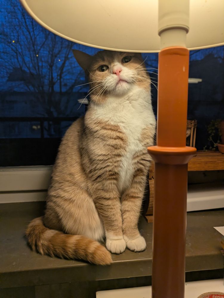 freddy the cat, illuminated by the table lamp she's perched behind, with a small drop of water on her chin after drinking water just before