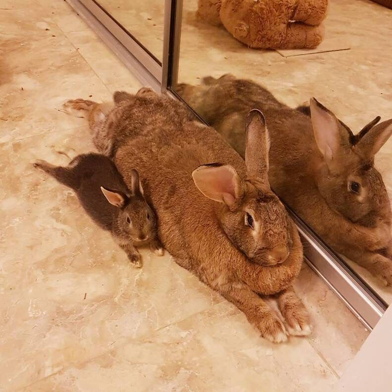 Two rabbits splooted on a carpeted floor in front of a mirrored sliding glass door. One is enormous, possibly a Flemish Giant, and the other appears to be some kind of dwarf rabbit. They are snuggled up next to each other, awake and alert but not alarmed. My recollection from where I saved this on the internet described them as a mated pair, with the really large rabbit being the girlfriend and the really tiny rabbit being the boyfriend. 