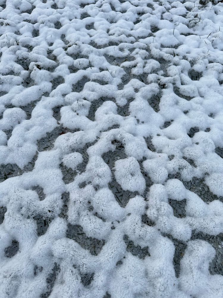 Snow accumulating on wet grass, forming a pattern which resembles the folds/sulci on the surface ofthe brain