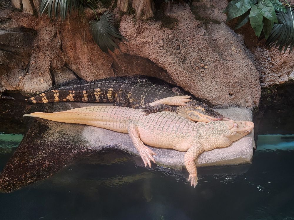 Two gators cuddling and sleeping, a regular gray one and an albino one