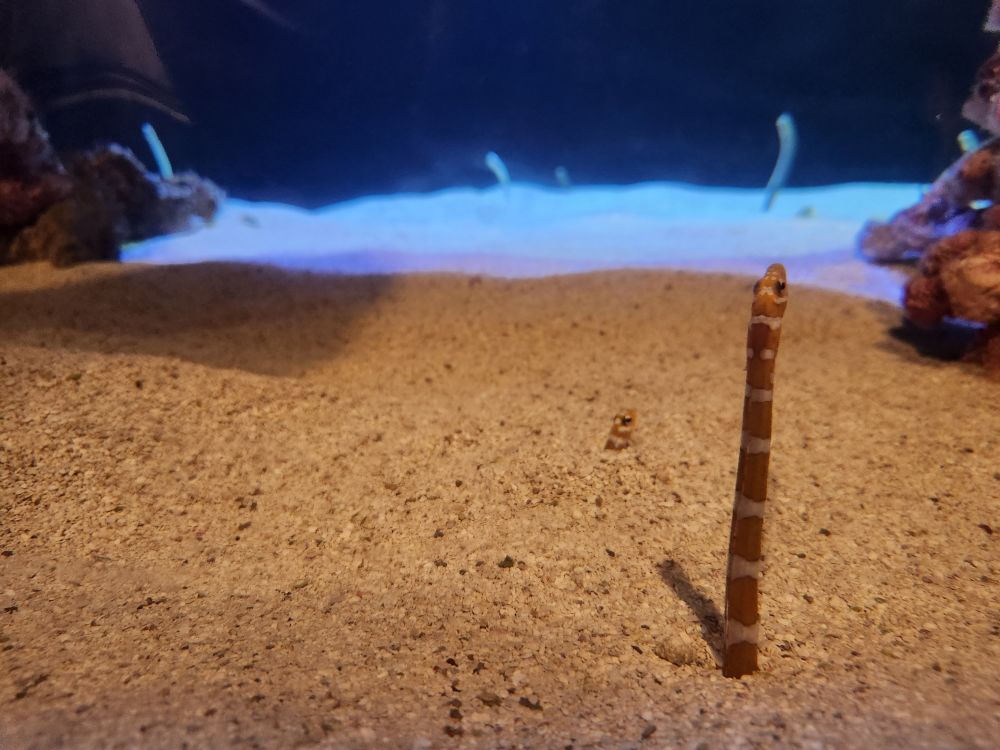 A striped orange garden eel sticking out of the sand, with a similar looking neighbor with only its head poking out