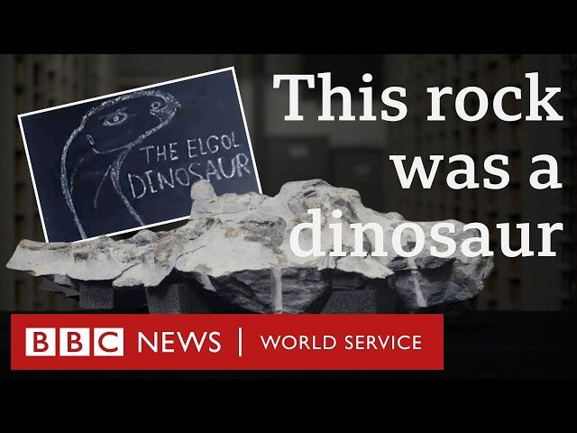 How Scotland’s largest dinosaur fossil was extracted - BBC World Service