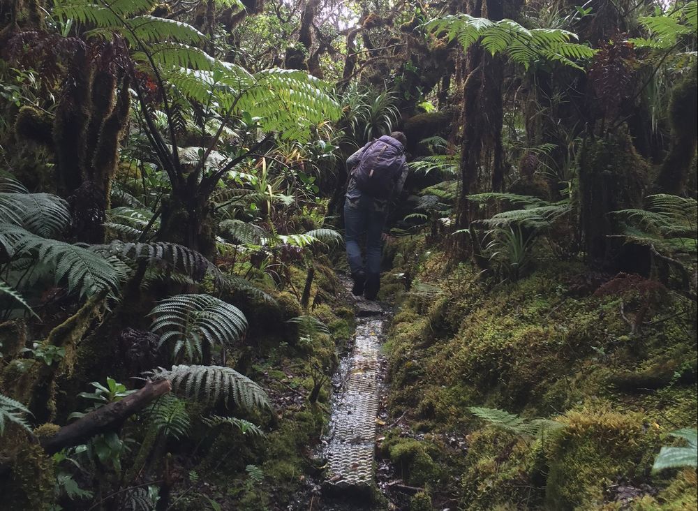 A researcher on a boardwalk in a DANK hawaiian forest on Molokai.  