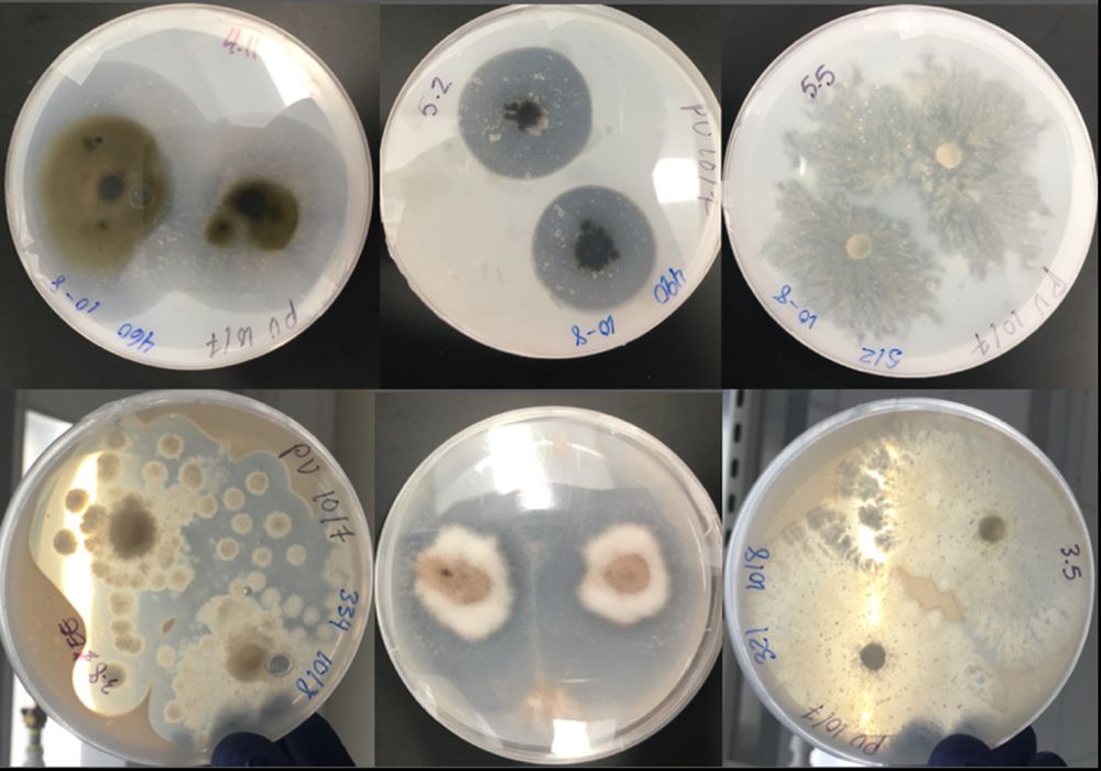fungi degrade PU as evidenced by a zone of clearance around the colony