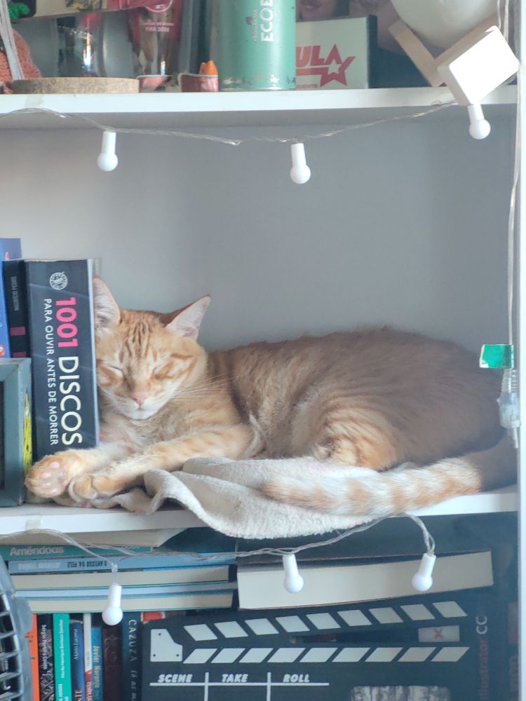 Foto de um gato amarelo grande e gordo dormindo em uma estante de livros com a cabecinha apoiada no livro "1001 discos"