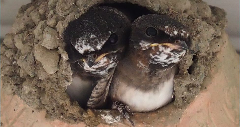 Swallows in nest.