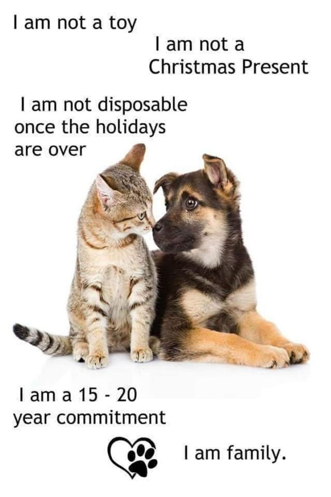 Bildbeschreibung von ChatGPT-4:
Das Bild zeigt Text und zwei Haustiere, eine Katze und einen Hund, die einander anblicken. Der Text lautet: "I am not a toy I am not a Christmas Present I am not disposable once the holidays are over I am a 15 - 20 year commitment I am family." (Ich bin kein Spielzeug, ich bin kein Weihnachtsgeschenk, ich bin nicht wegwerfbar, wenn die Feiertage vorbei sind, ich bin eine 15-20 Jahre Verpflichtung, ich bin Familie.) Die Katze hat gestreiftes Fell und sitzt, während sie den Hund anblickt. Der Hund hat braun-schwarzes Fell und liegt neben der Katze, sein Blick ist ebenfalls auf die Katze gerichtet. Zwischen den Zeilen des Textes ist ein Herz mit einer Pfote abgebildet.
