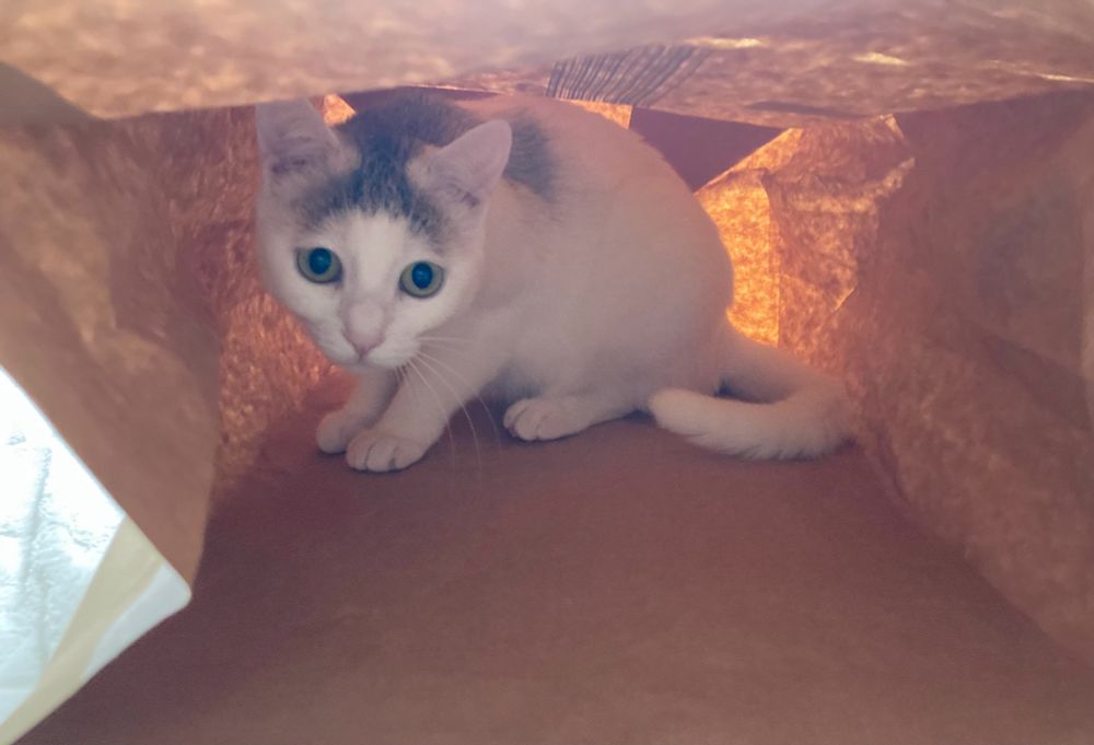 紙袋に入ってこちらを見つめる猫