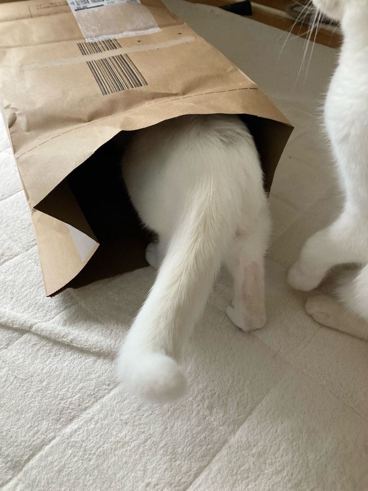 紙袋の中をのぞく猫