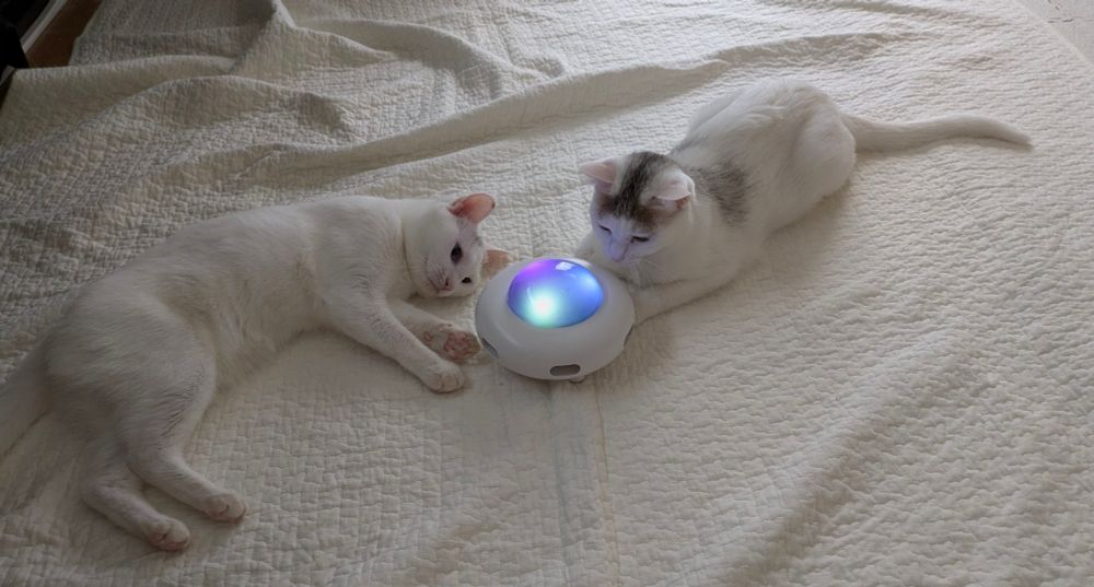 猫じゃらしが飛び出すおもちゃの光を見つめる姉妹猫