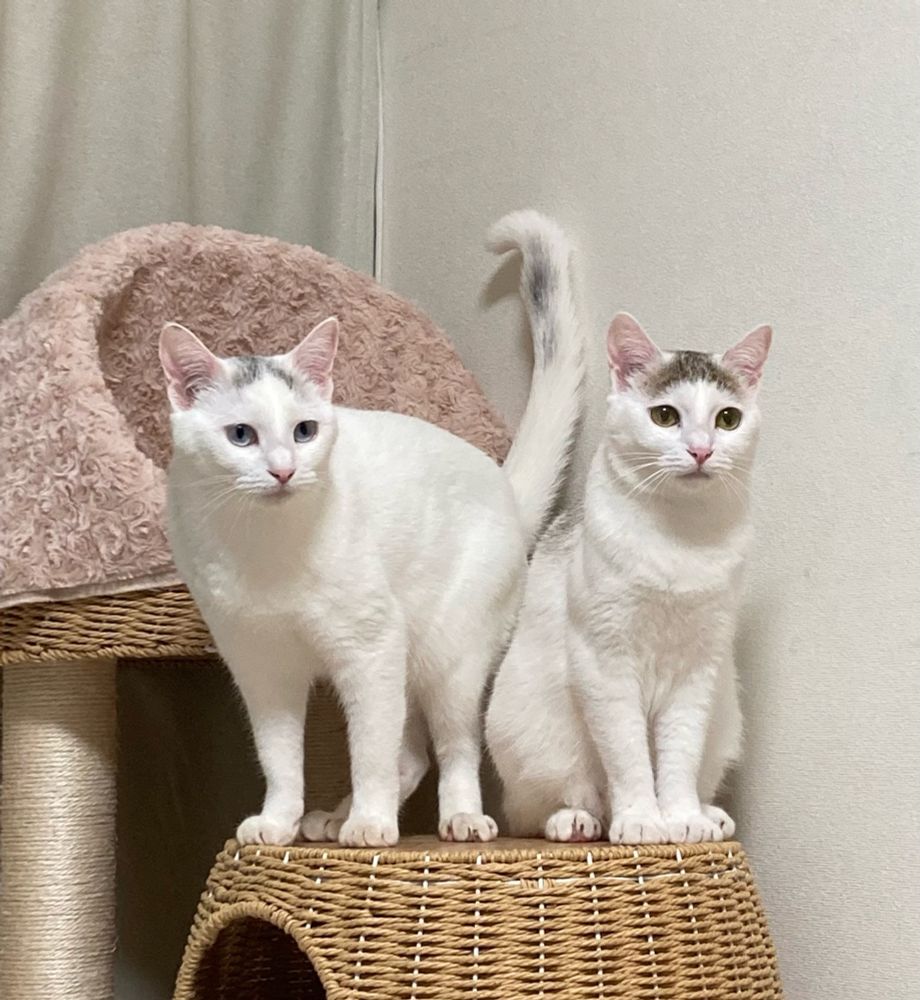 なにかを見つめる2匹の猫