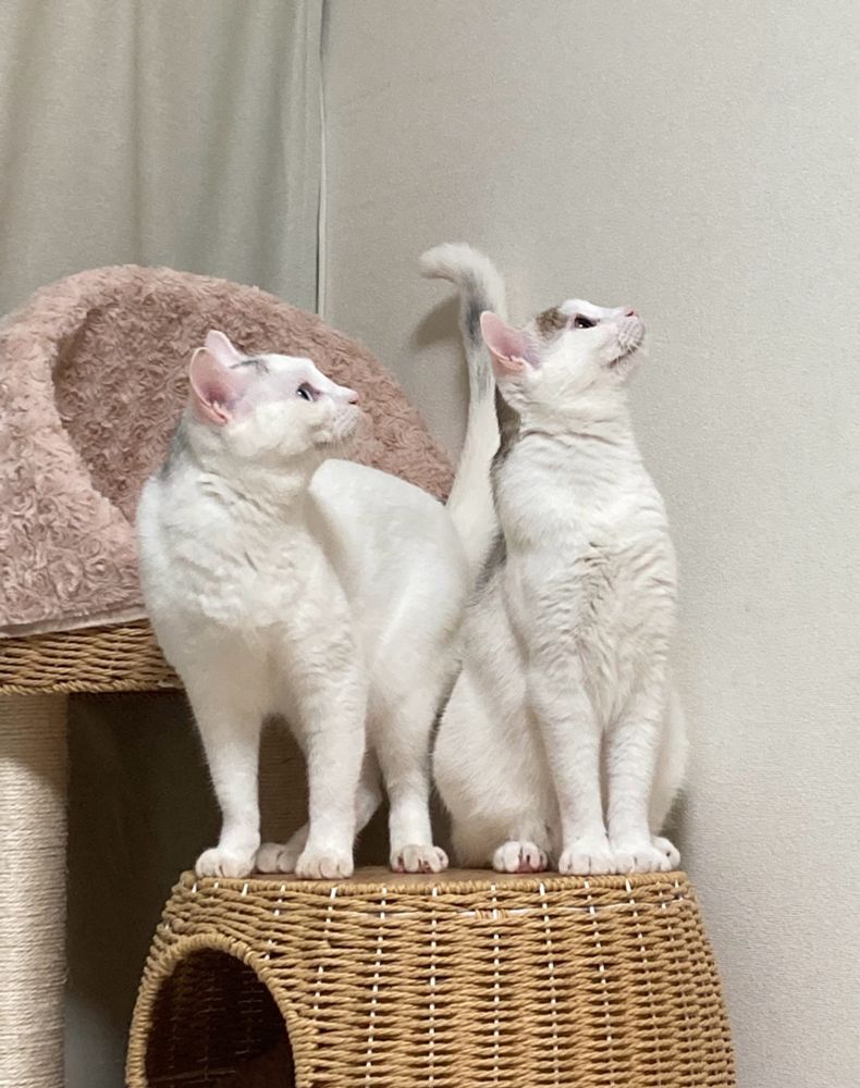 なにかを見つめる2匹の猫