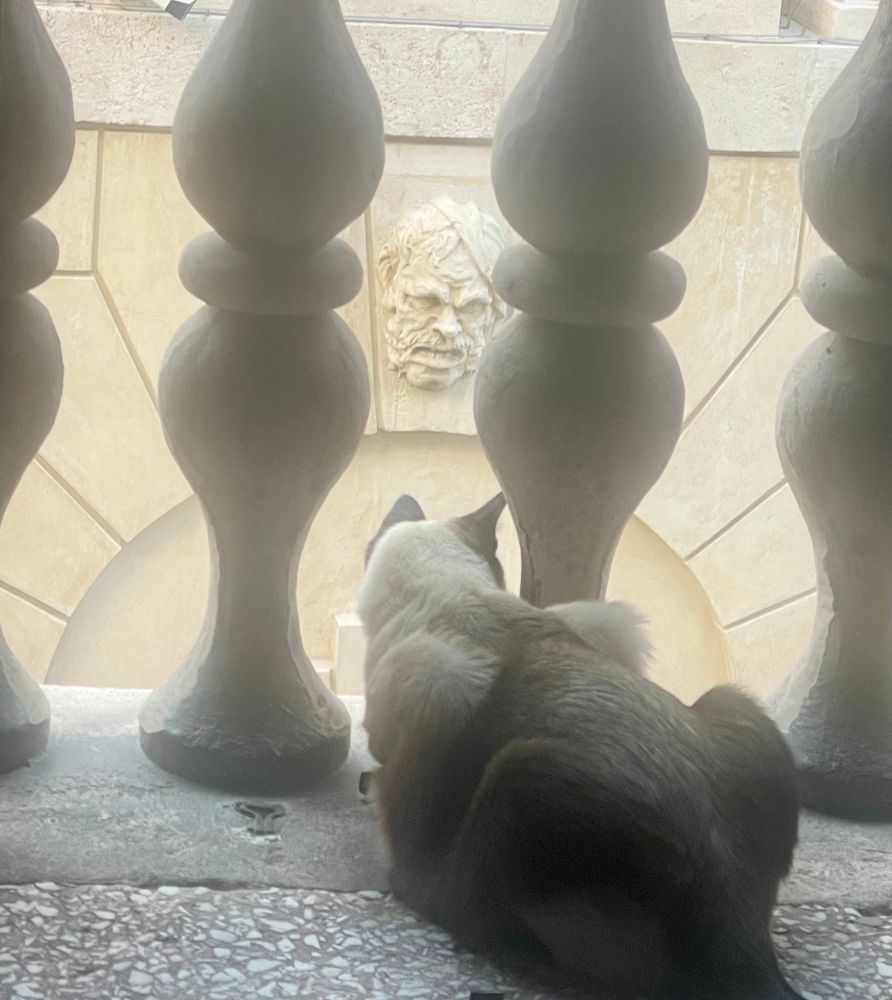 Rocco the cat looking through 
15 century stone carved railings 