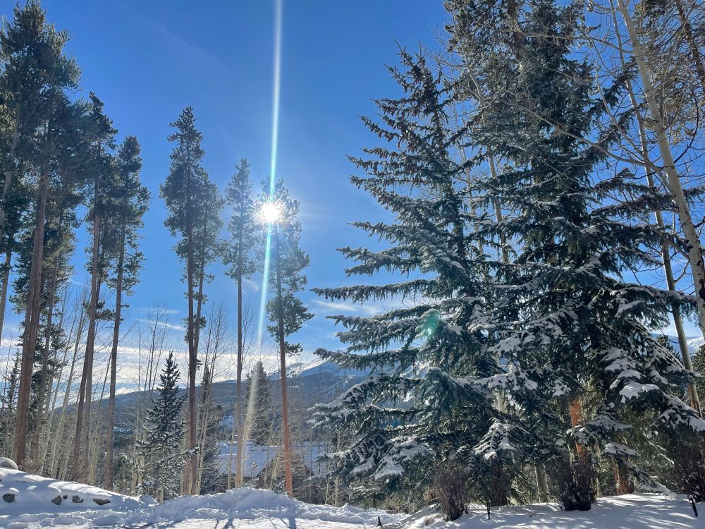 A sunbeam shining through pine trees in the snowy mountains of Colorado 