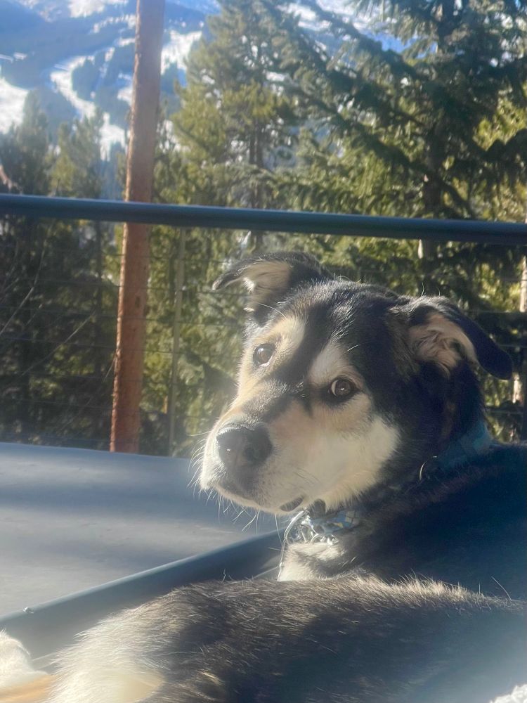 A pup sitting on a closed hot tub looking through the trees at Breckenridge Mountain Resort 