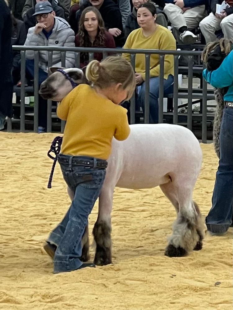 Cute child wrangles her sheep 