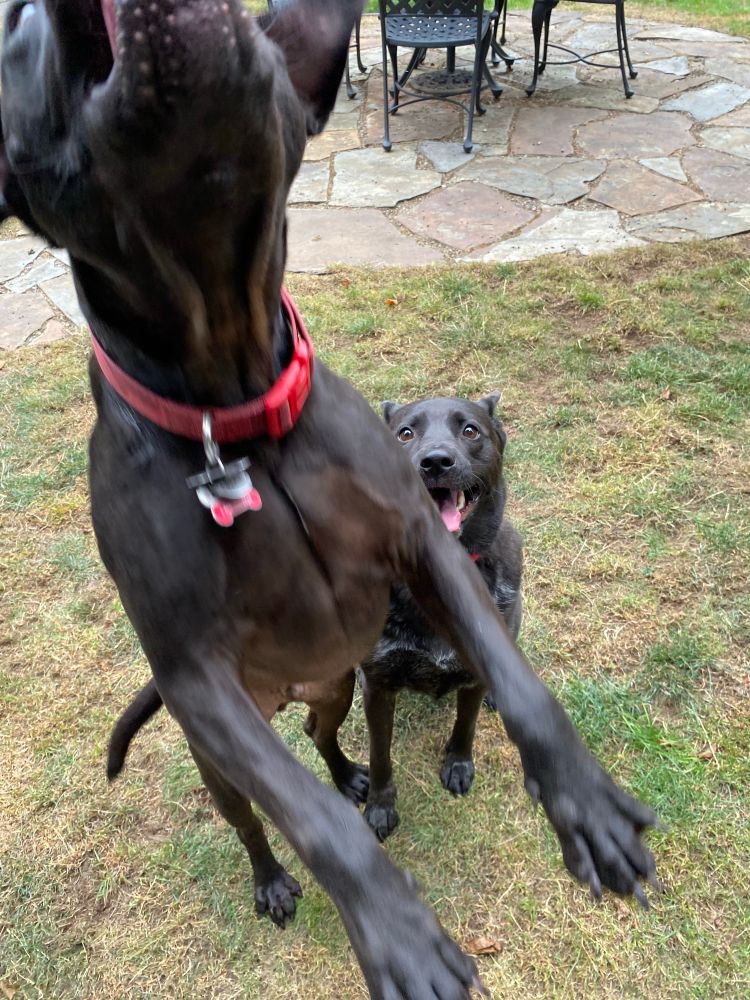 Toby jumping up to get the treat before I'm ready to give it to him while Penny looks on.