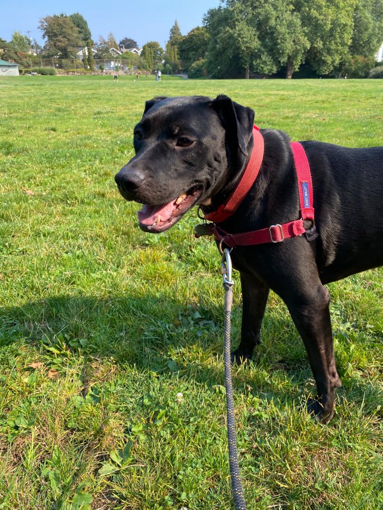 Toby standing in a grassy field at the park and smiling.