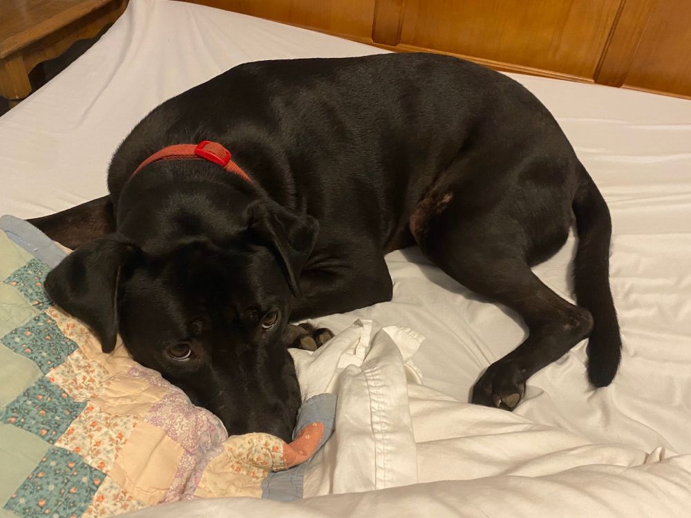 Bed dog. Very bed dog.