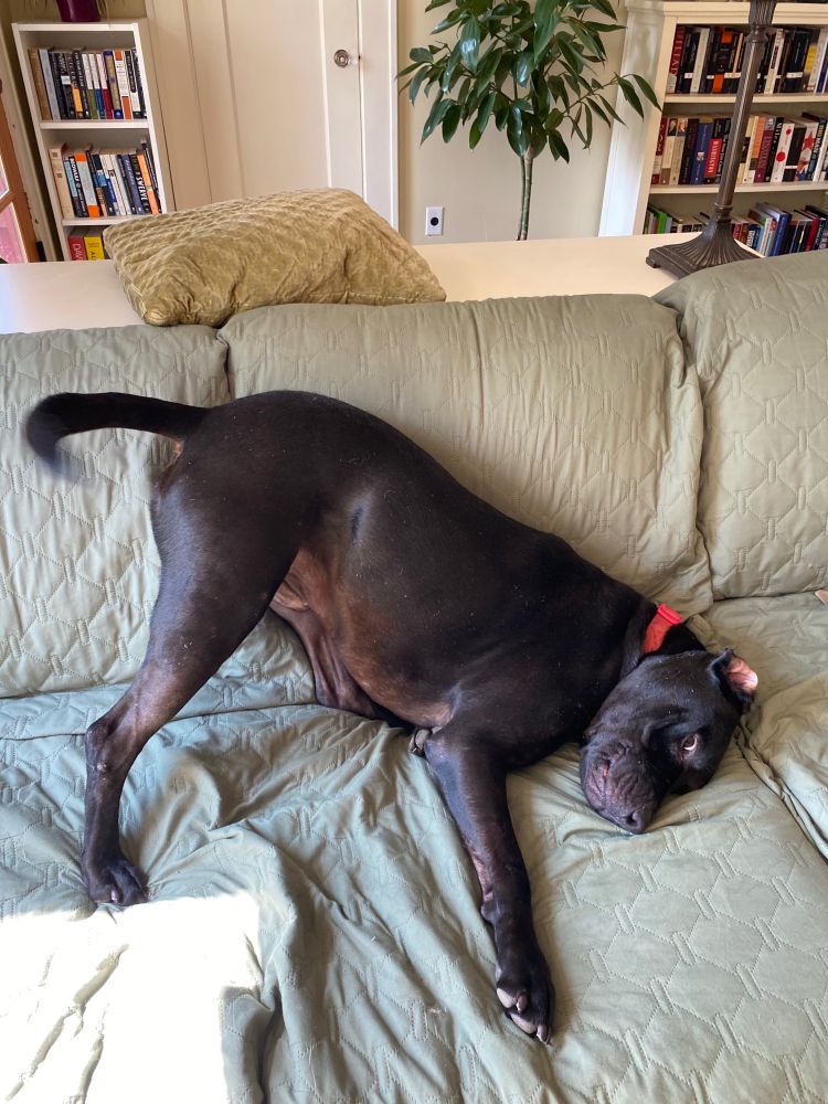 Toby attempting to bury his head in the couch. One of his ears is a tad askew.