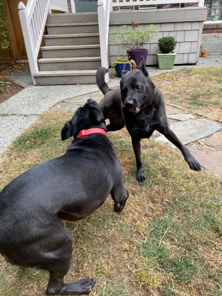 Toby and Penny lunging towards each other.