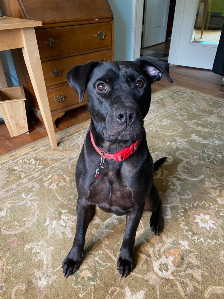 Toby, a black dog, sitting on a green floral-pattern rug, he is looking at the camera expectantly and is raising his left ear, for some reason