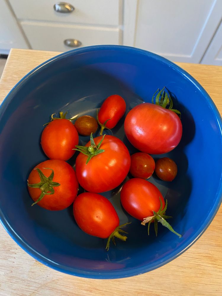 A blue bowl of ten small to smallish tomatoes from my garden.