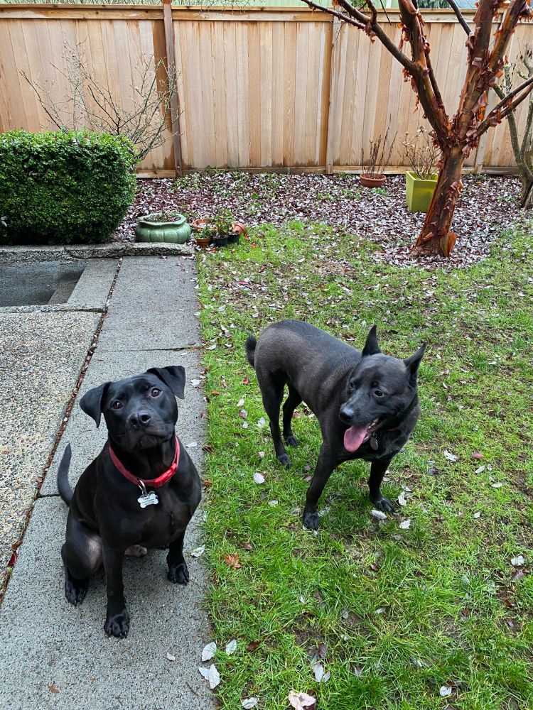 Toby and Penny (black dogs) in a backyard, Toby is sitting on concrete, Penny is standing on grass