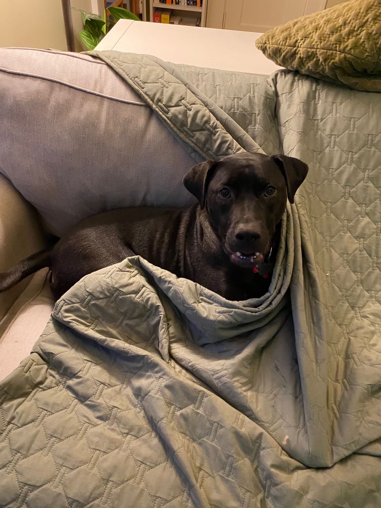 Toby has become part of the couch now.