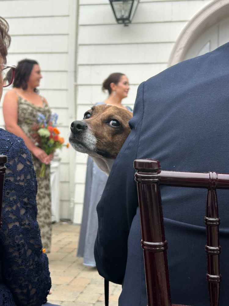 A handsome puppy ring bearer looking back at me after completing his duties.