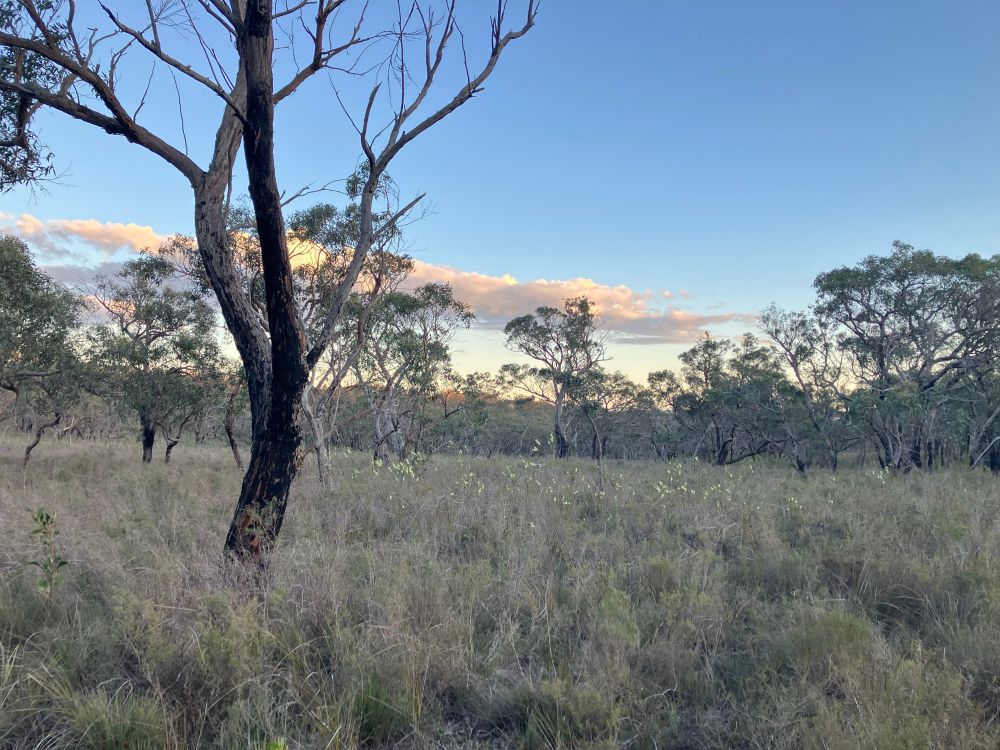A morning view of the Anglesea heathland. 